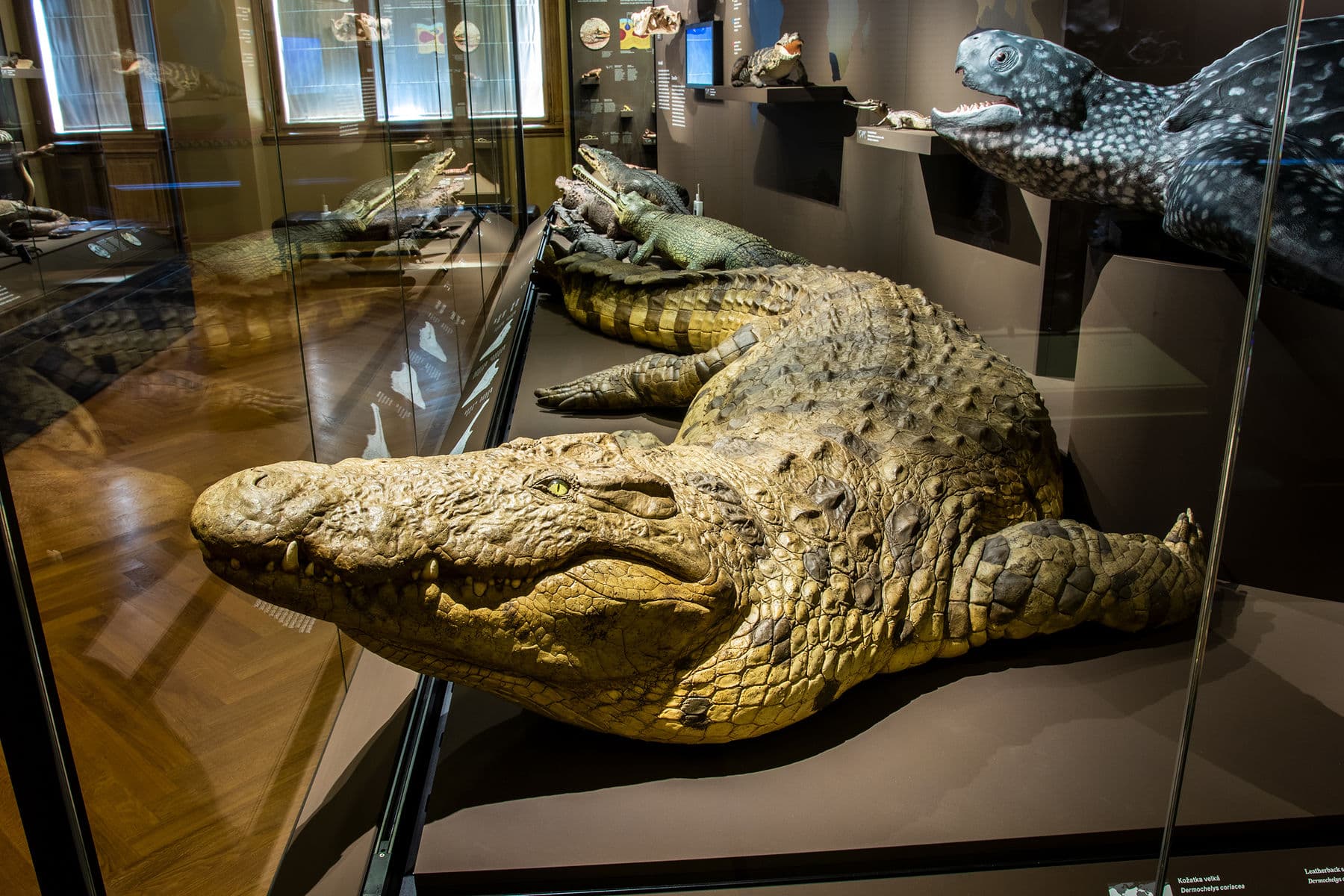 Zázraky evoluce - Národní muzeum