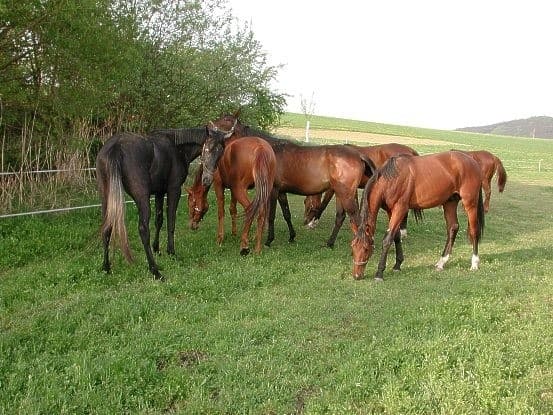 Farma Heroutice