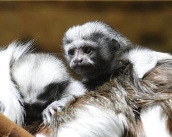 Zoologická zahrada Ústí nad Labem