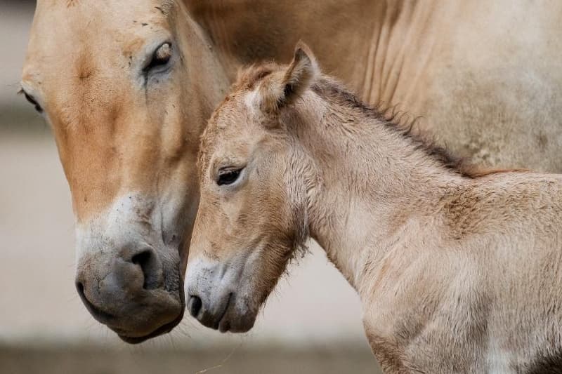 216. hříbě koně Převalského v Zoo Praha, foto (c) Tomáš Adamec, Zoo Praha
