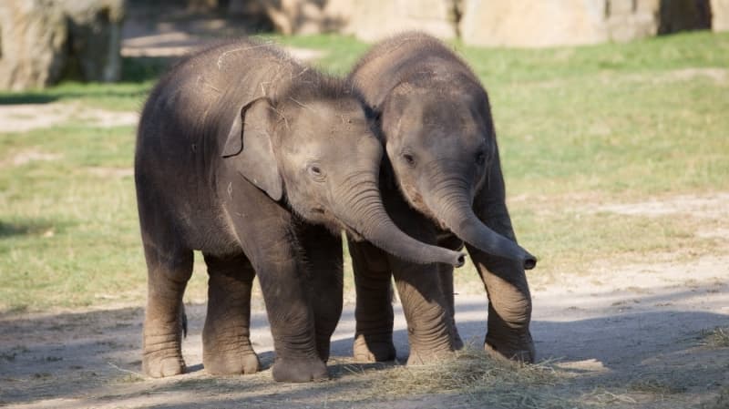 Slůňata Lakuna i Amalee nar. v roce 2020. Foto (c) Tereza Mrhálková, Zoo Praha