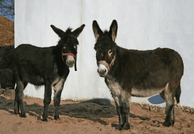 MInizoo Starý Kolín