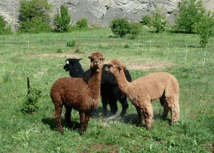 Minizoo Lamacentrum