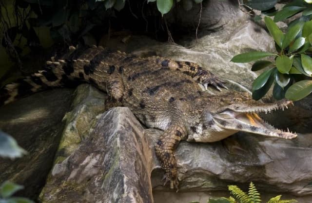 Krokodýlí ZOO Praha