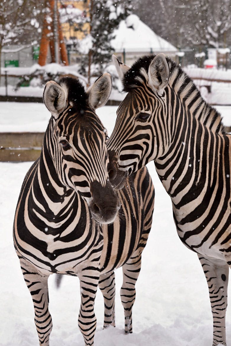 Plán Zoo Liberec na prosinec? Například stánek jako součást vánočních trhů