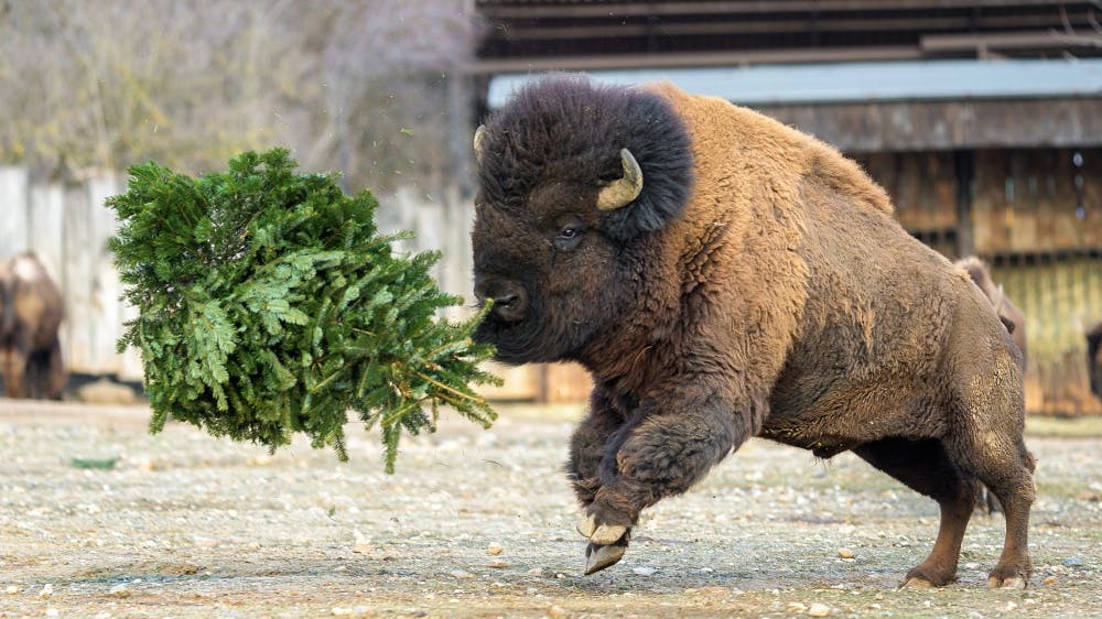 Předávání vánočních stromků zvířatům a další sváteční program v Zoo Praha