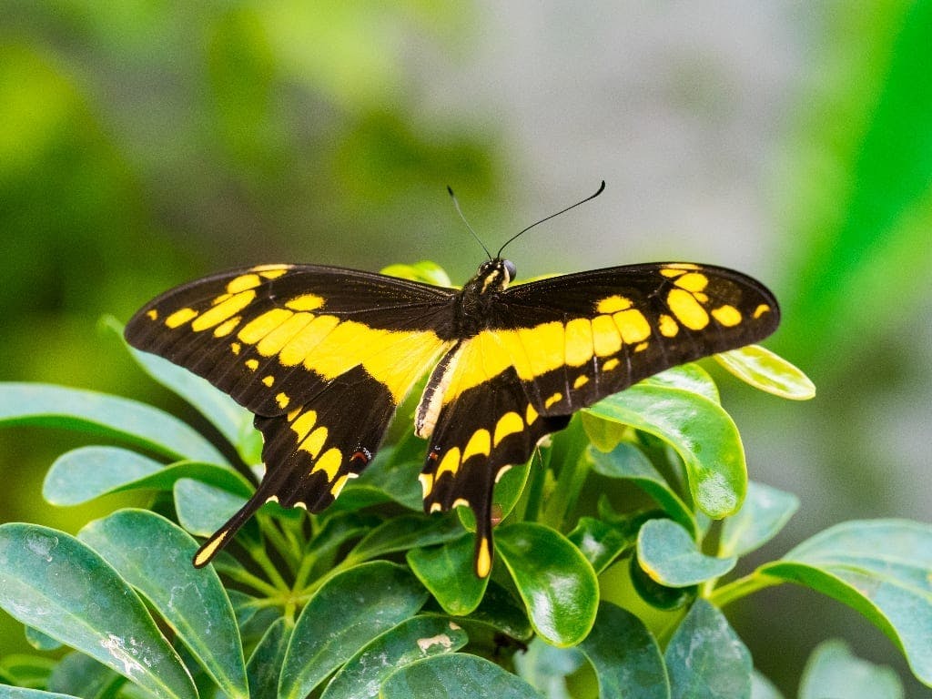 Tip na výlet - Papilonia - unikátní motýlí dům v Praze