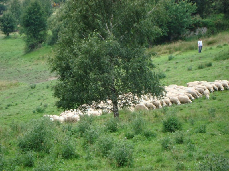 ovčárna v blízkosti chaty 