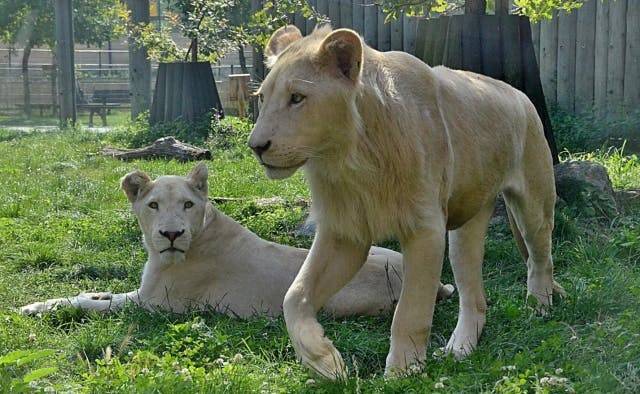 Zoologická zahrada Hodonín - bílí lvi
