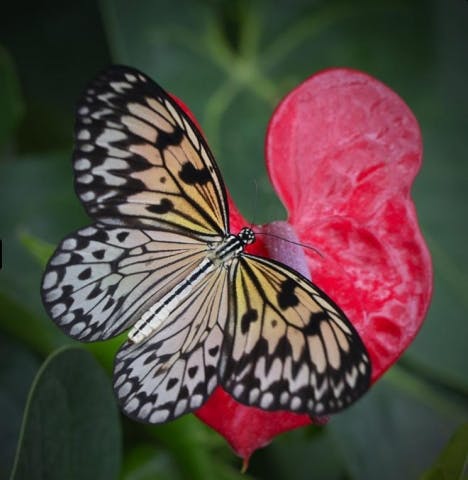 V tzv. letové zóně spatříte stovky exotických motýlů.